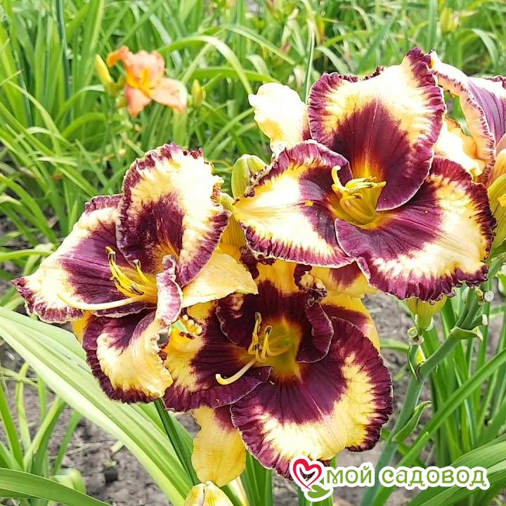 Лилейник Муссака