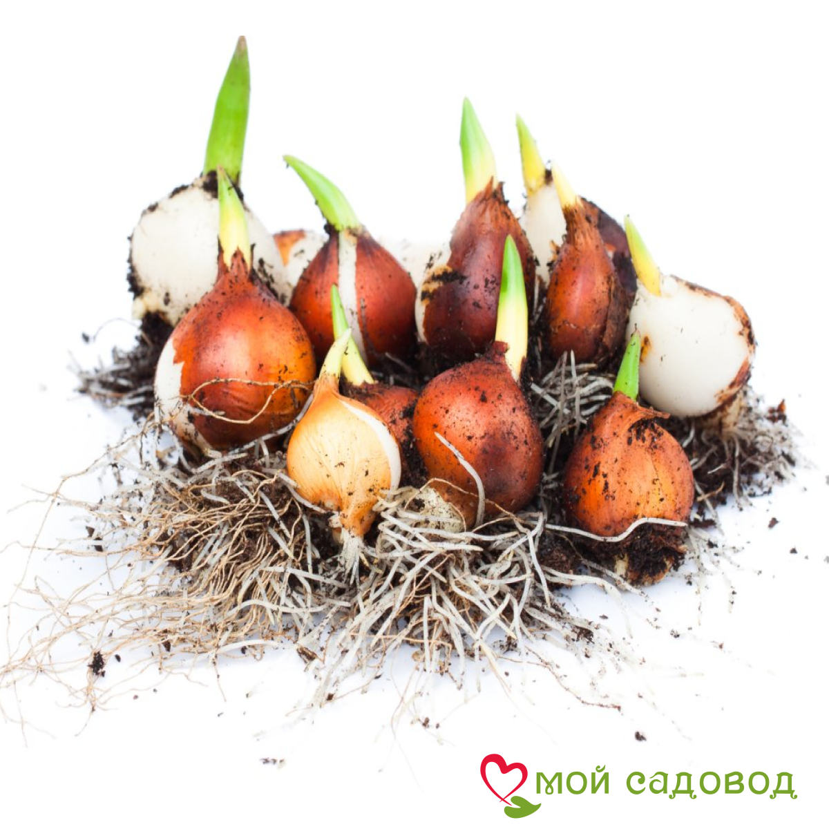 Тюльпан Феерия